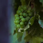 Pikol Village Wine Estate Вилла