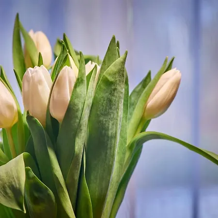 Villa Pikol Village Wine Estate Nova Gorica