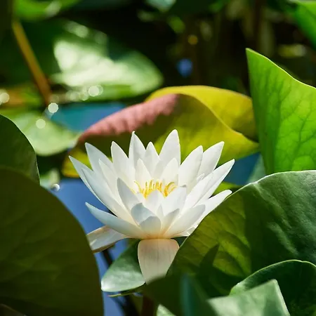 Villa Pikol Village Wine Estate Nova Gorica