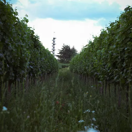 Pikol Village Wine Estate Villa *