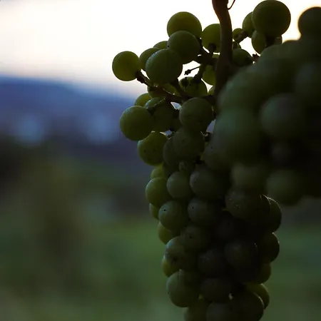 Pikol Village Wine Estate Villa Nova Gorica