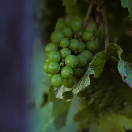 Pikol Village Wine Estate Villa