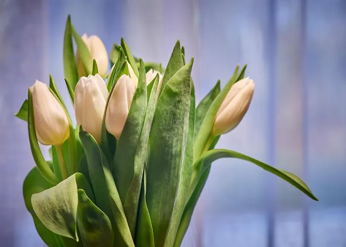 Villa Pikol Village Wine Estate Nova Gorica