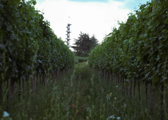 Pikol Village Wine Estate Vila *