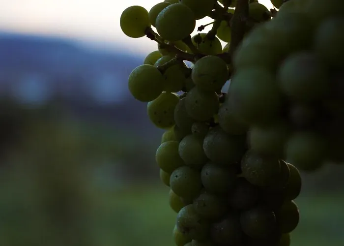 Pikol Village Wine Estate Villa Nova Gorica