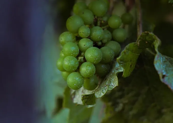 Pikol Village Wine Estate Vila